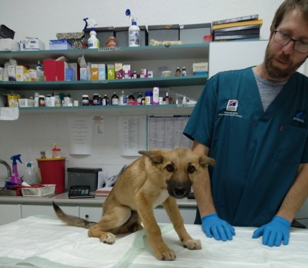 30$ -Vaccination and anti-parasites treatment for a dog - productImageAlt