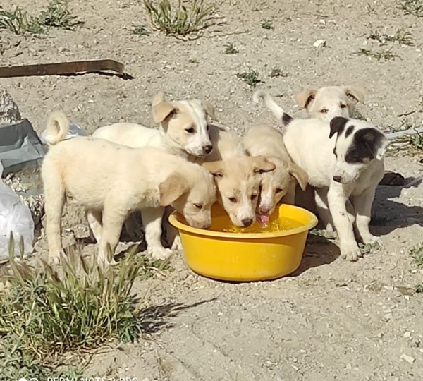 50$ - a big bag of dog food - productImageAlt